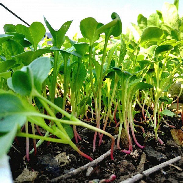 萝卜苗种子 有机芽苗菜 蔬菜种子 阳台园艺种菜 庭院高产四季播 萝卜
