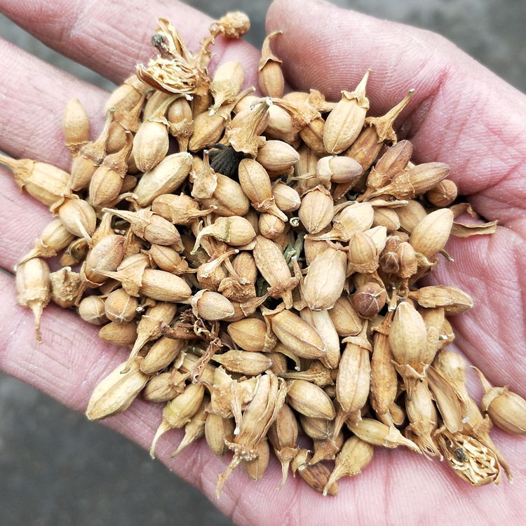 佛手花 佛柑花100g佛手花茶佛手柑干货佛手花 农产品花茶