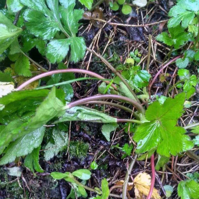 东北新鲜速冻山野菜大叶芹山芹菜长白山芹菜新鲜蔬菜可开发票15kg