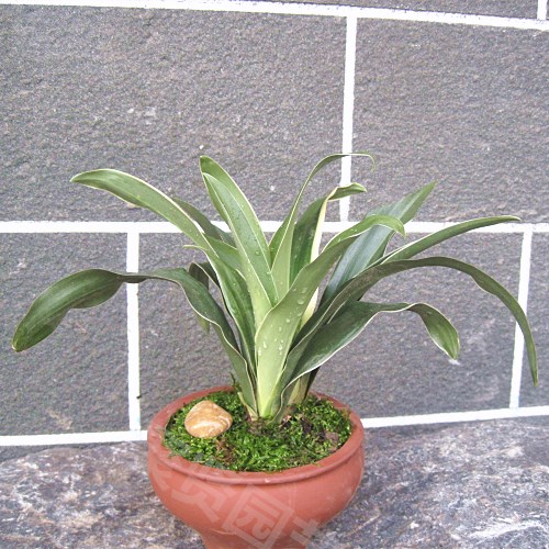 青春的盆栽花卉四季常青红果万年青新婚乔迁花卉