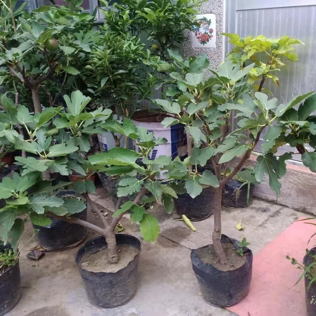 无花果树苗矮化盆栽地栽树苗南北方种植阳台室内四季当年结果苗黑爵士