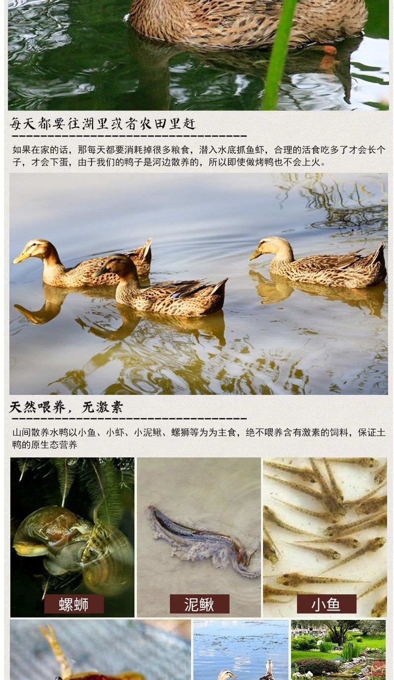 农家散养鸭笨鸭土鸭水养鸭麻鸭老鸭整鸭新鲜鸭肉顺丰 3斤全鸭