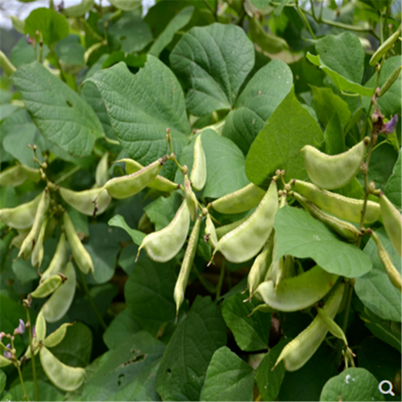 大肉绿眉豆种子绿扁豆籽种阳台庭院盆栽种植蔬果扁豆易种
