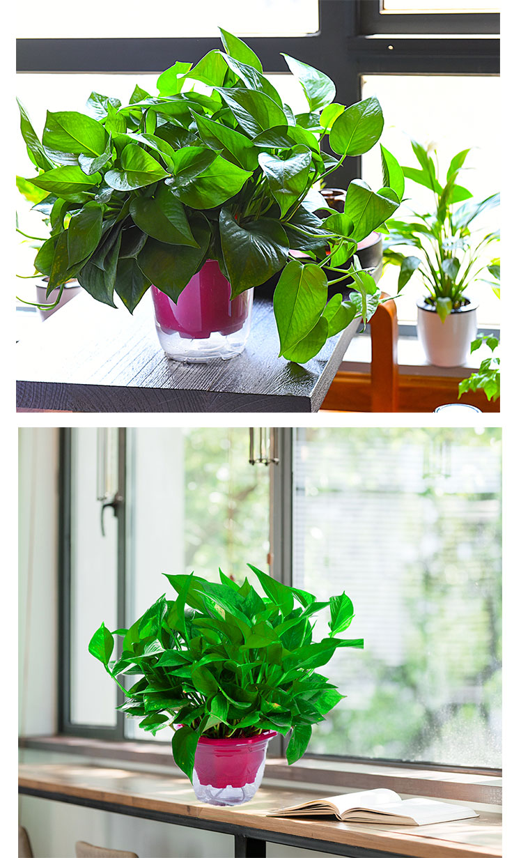 yicheng绿萝盆栽植物花卉水培盆景观花绿植室内吸甲醛净化空气大绿箩