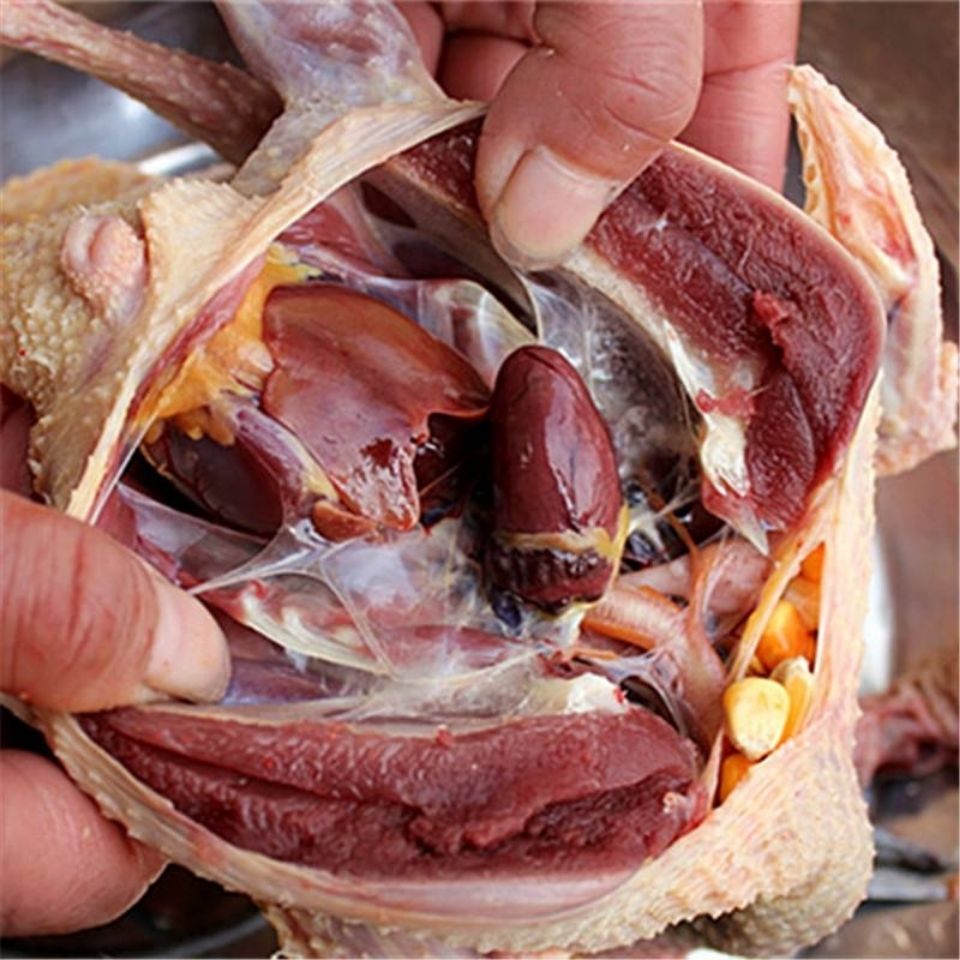 割肉贸鸽图图片
