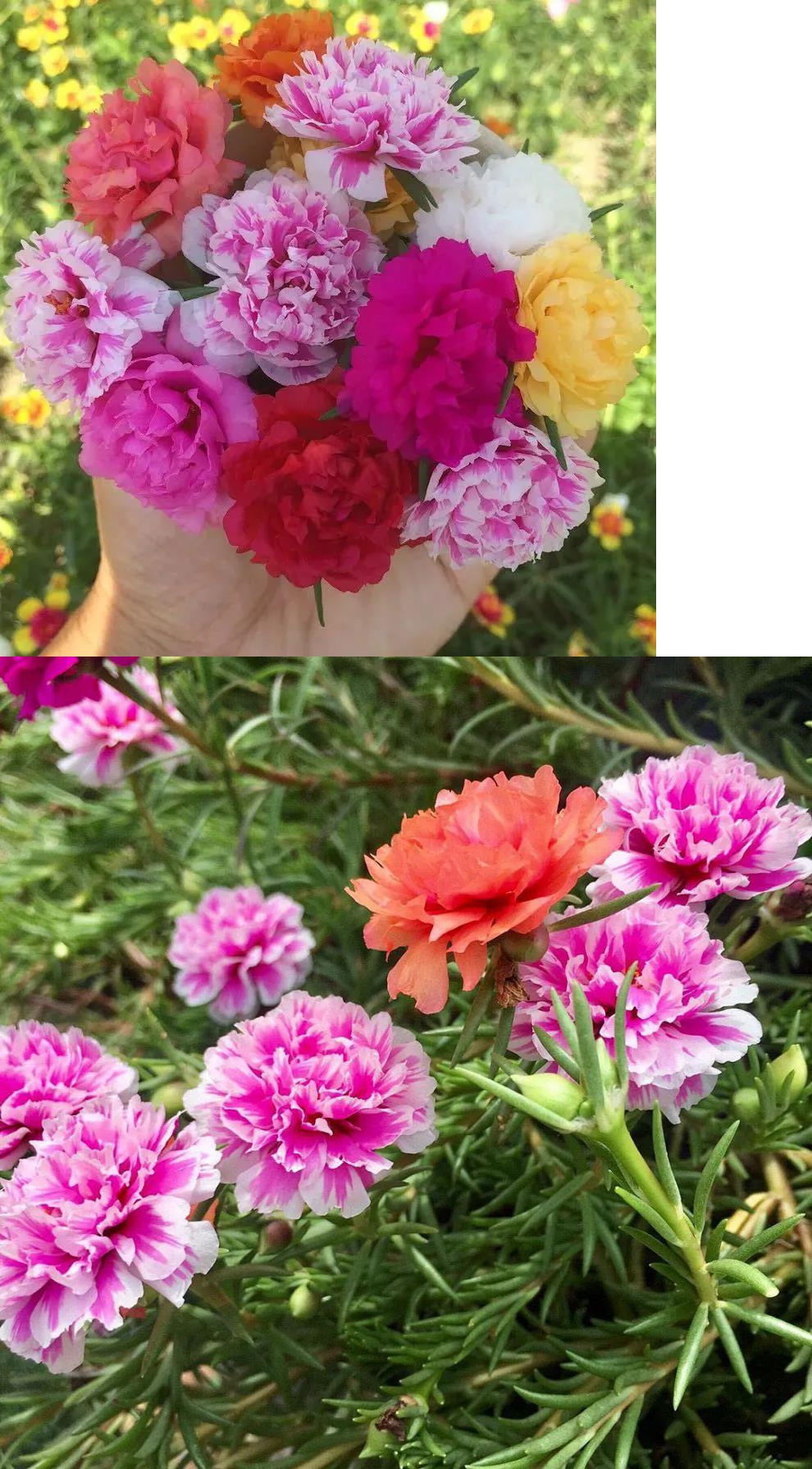 悦芳华重瓣太阳花苗混色室外阳台庭院四季开花死不了花卉植物绿植盆栽