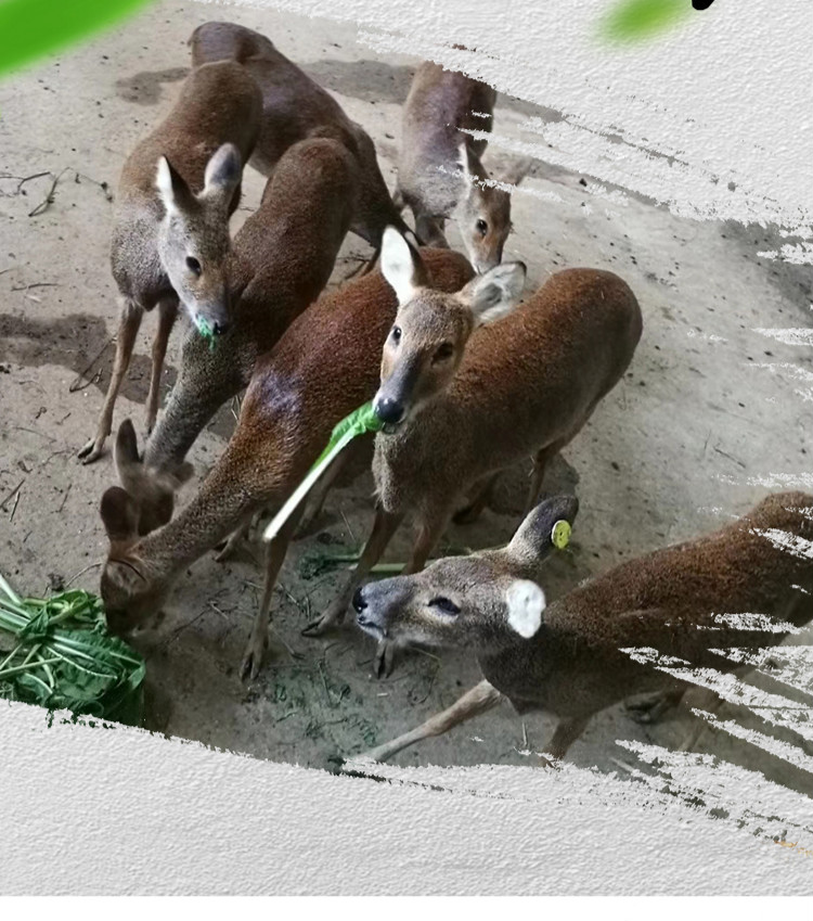 麂子肉新鮮野味狍子麂子河麂子鮮活現殺散養麂子肉可開發票2kg