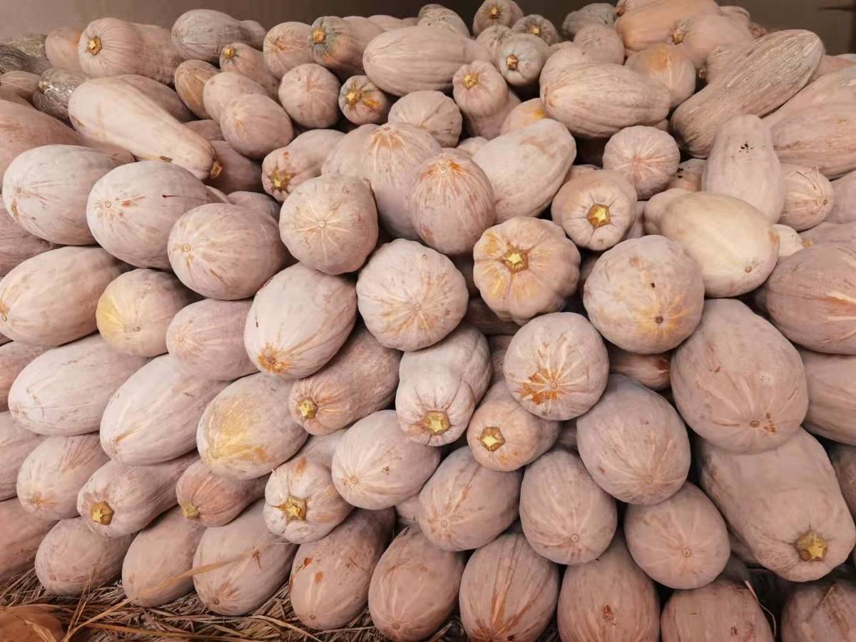 赛卡伊 老南瓜批发当季新鲜农家板栗味超甜粉糯黄南瓜辅食牛腿长南瓜