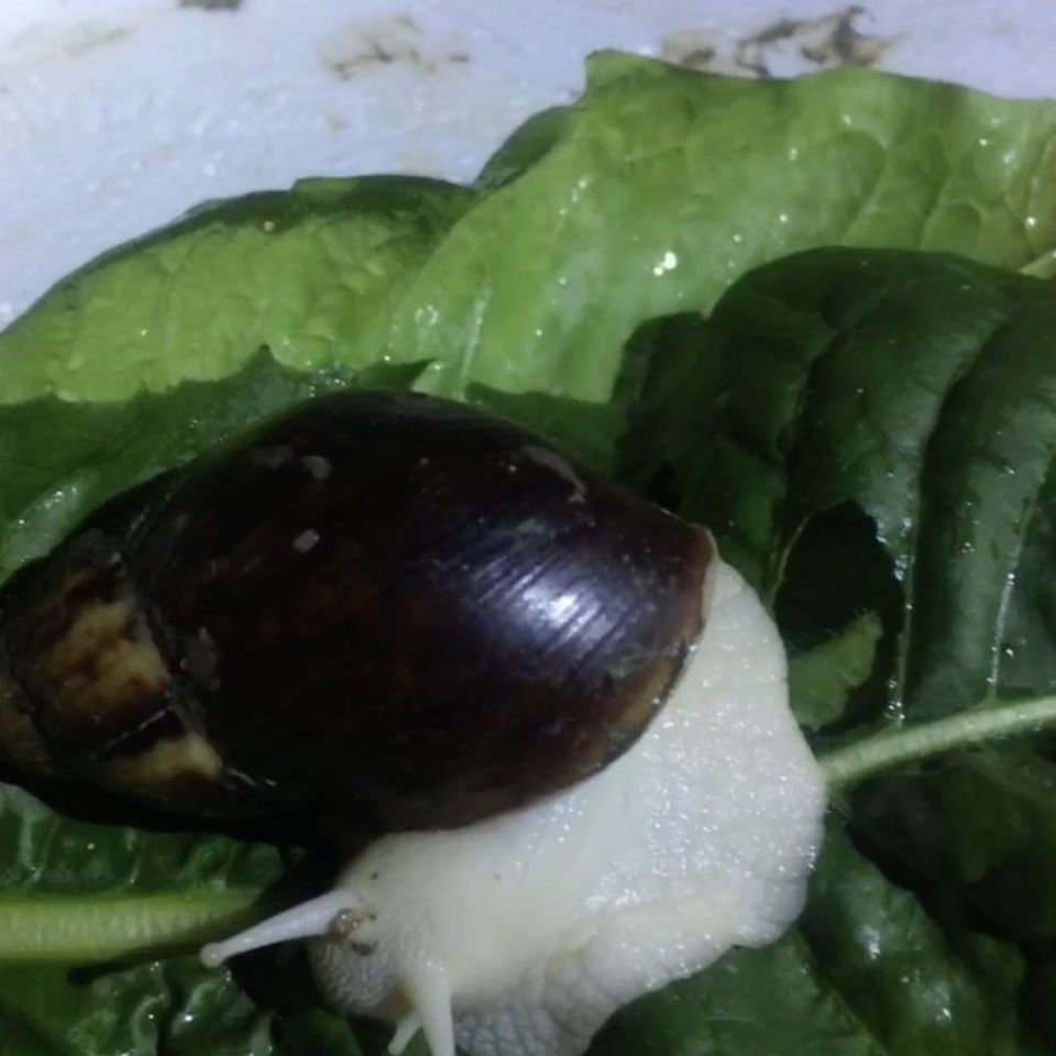 《2只种牛 怀孕白玉蜗牛临产种蜗牛,送养殖资料养殖孵化技术,养殖场