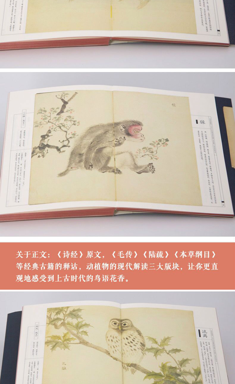 中国古诗词植物人物风景素描水彩绘画书籍图解诗经书籍两千五百多年前