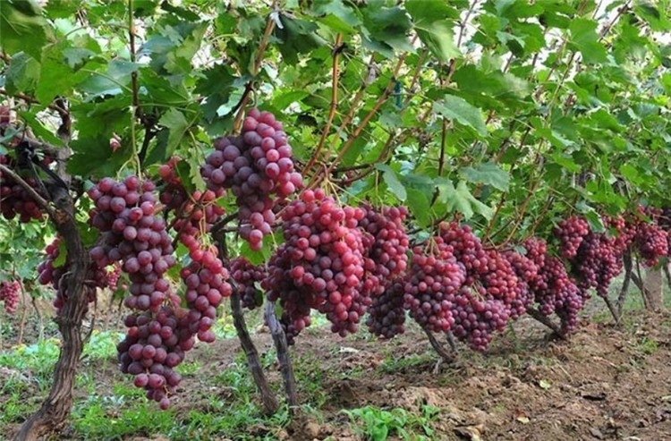 回固葡萄樹苖特大無核巨峰葡萄苗盆栽南北方種植地栽爬藤果樹果苗