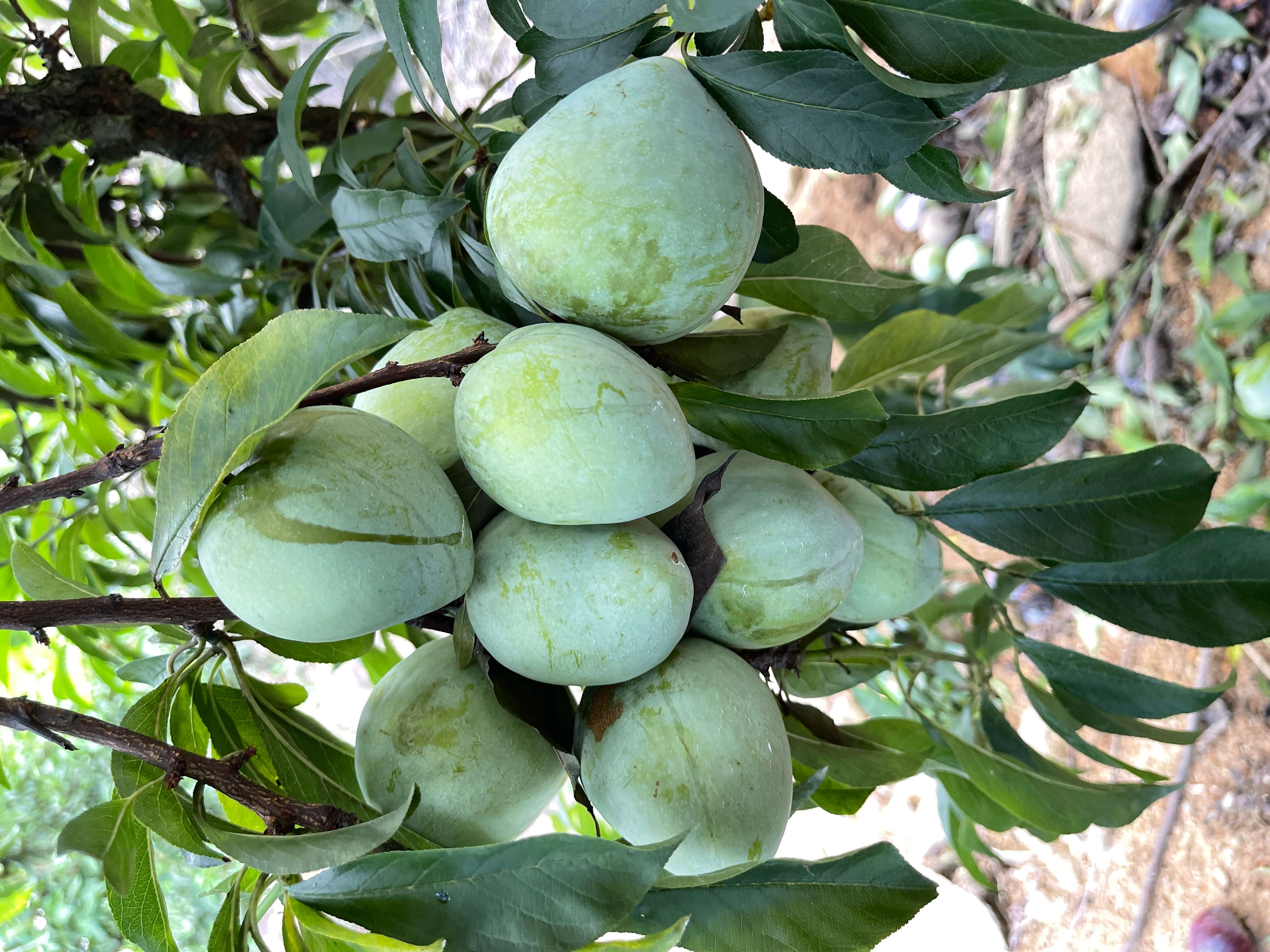 古田油奈桃形李奈李脱骨李青布林45斤顺丰中果45斤1斤68个