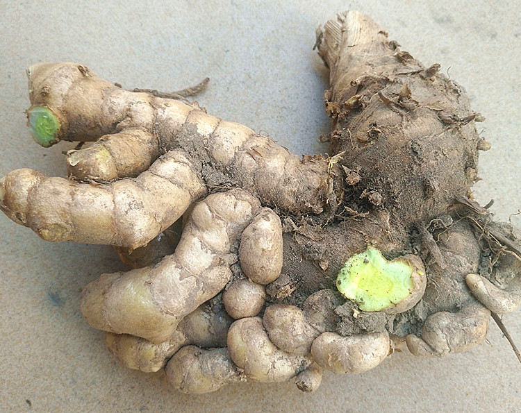 阿尚瓷娜户外水具其他 黑姜新鲜乌姜正宗痛经黑心姜现挖绿肉姜妇科莪