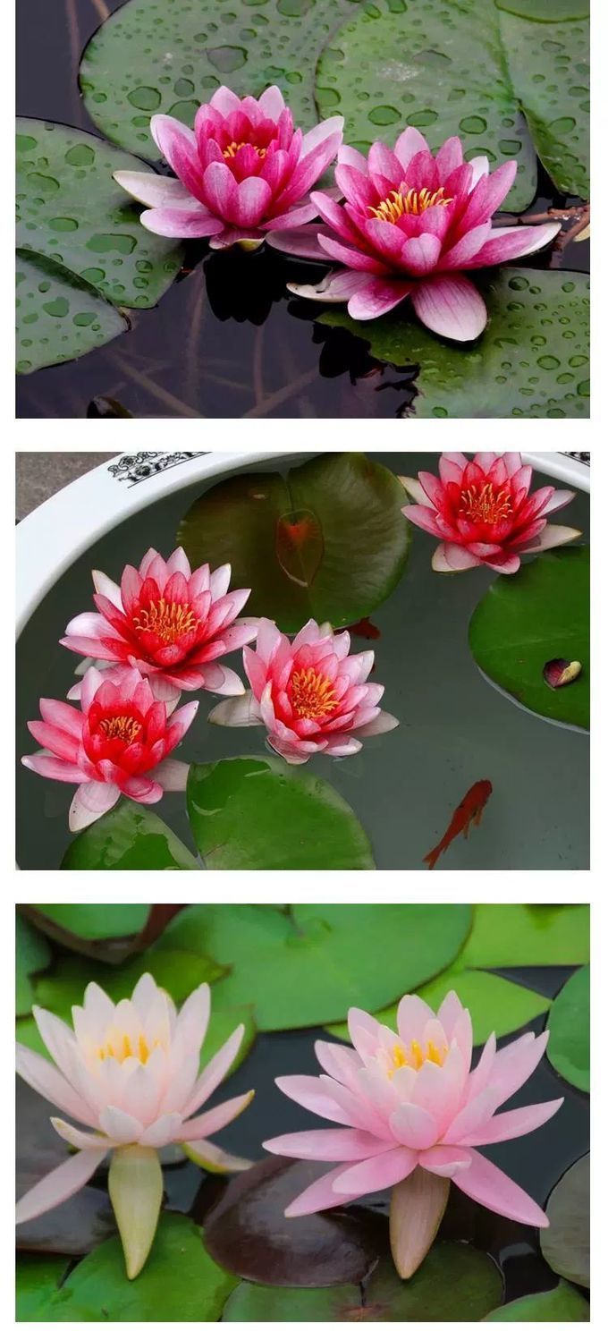 睡莲带花发货 水生植物 花卉盆栽 池塘 水缸 鱼塘种植 莲花苗