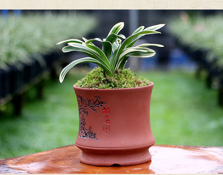 兰花 玉芙蓉 迷你金边矮种建兰玉芙蓉四季兰苗室内外盆栽绿植花卉 玉