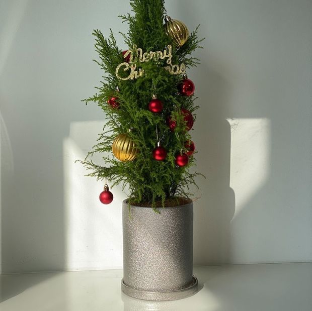 不含盆【1盆】 圣诞树礼物小香松盆栽室内阳台装饰摆件四季常青真小