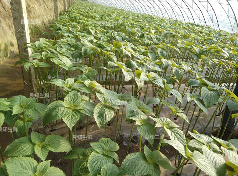 250g 约90片 【顺丰】 新鲜苏子叶 苏紫叶苏菜叶