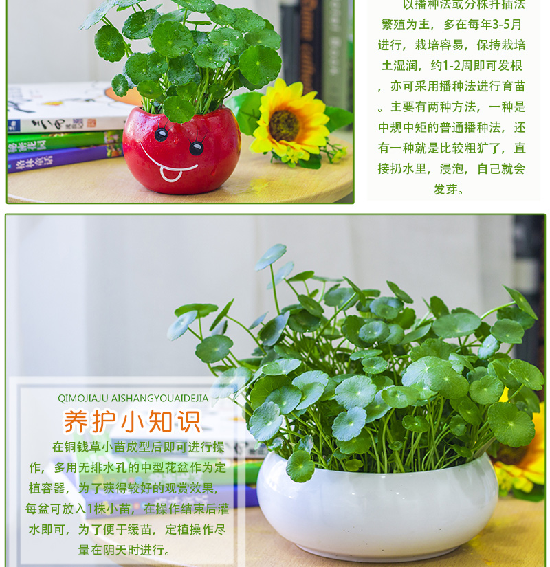 子暄铜钱草水培植物办公室桌面盆栽金钱草花卉室内水养绿植吸甲醛