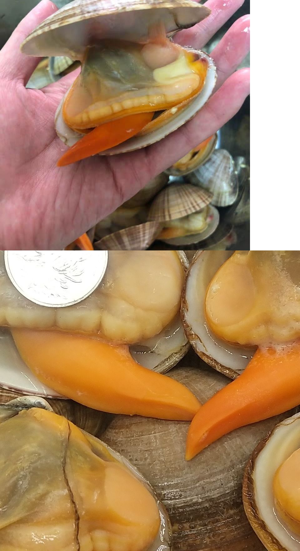 特产号文贝蚬子鲜活文贝新鲜蚬子蛤蜊鲜活蚬子海鲜0