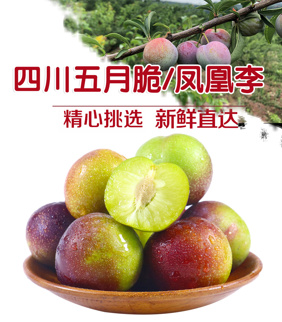 赤水河凤凰李宣传广告图片