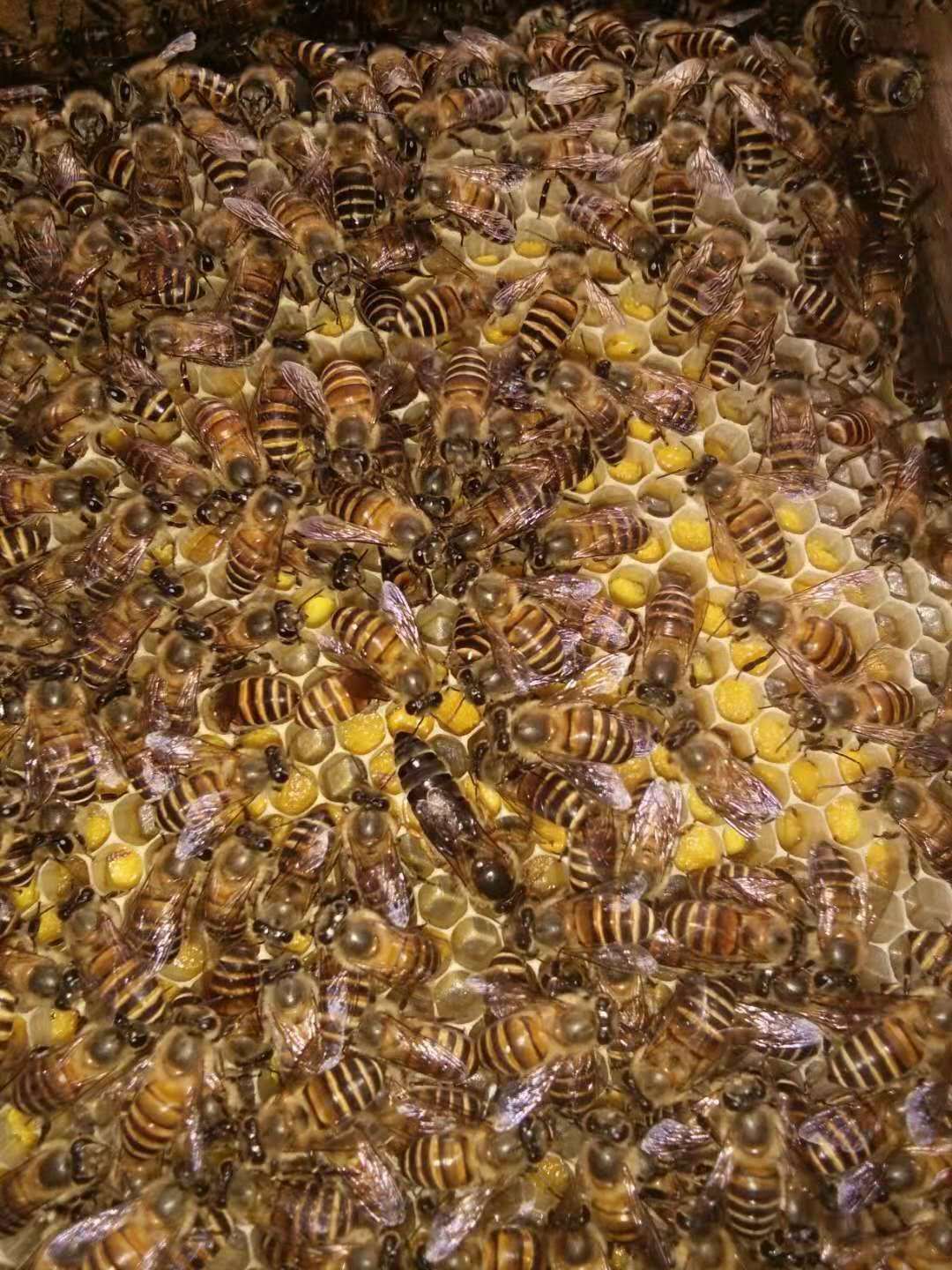 中蜂种蜂王活体产卵新开产王中蜂王活体蜜蜂群处女王新王可养强群阿坝