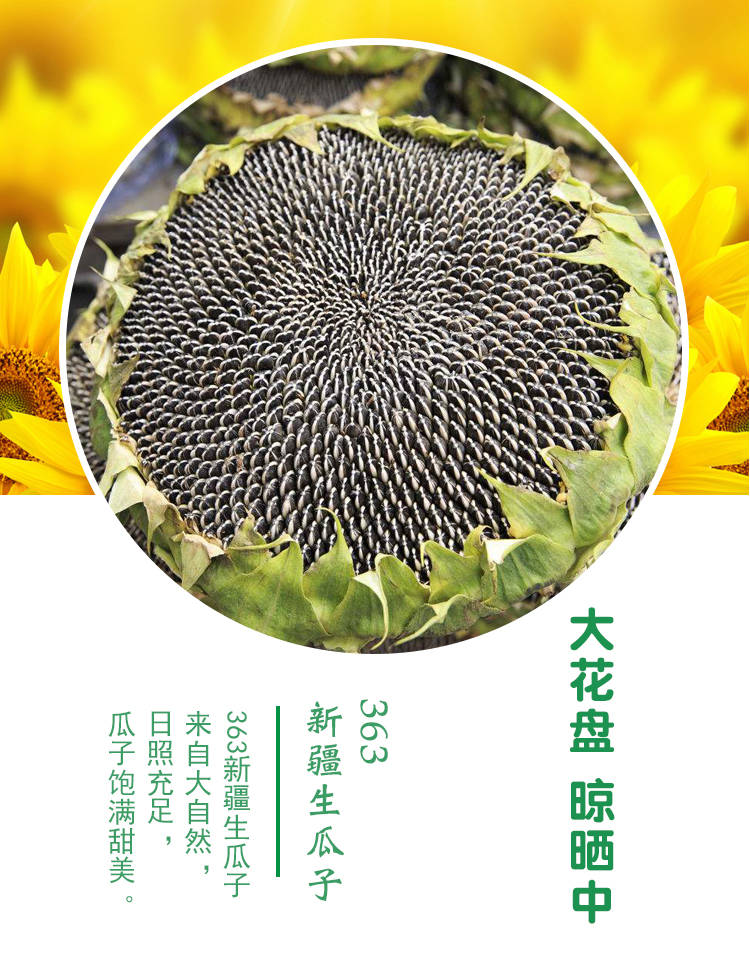 生瓜子批发葵花籽新货散装大颗粒特大向日葵花子 生瓜子(超大颗粒高