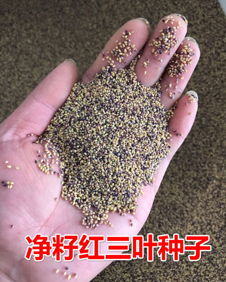 子暄红三叶种子白三叶种子四季多年生种籽果园林绿化阳台庭院