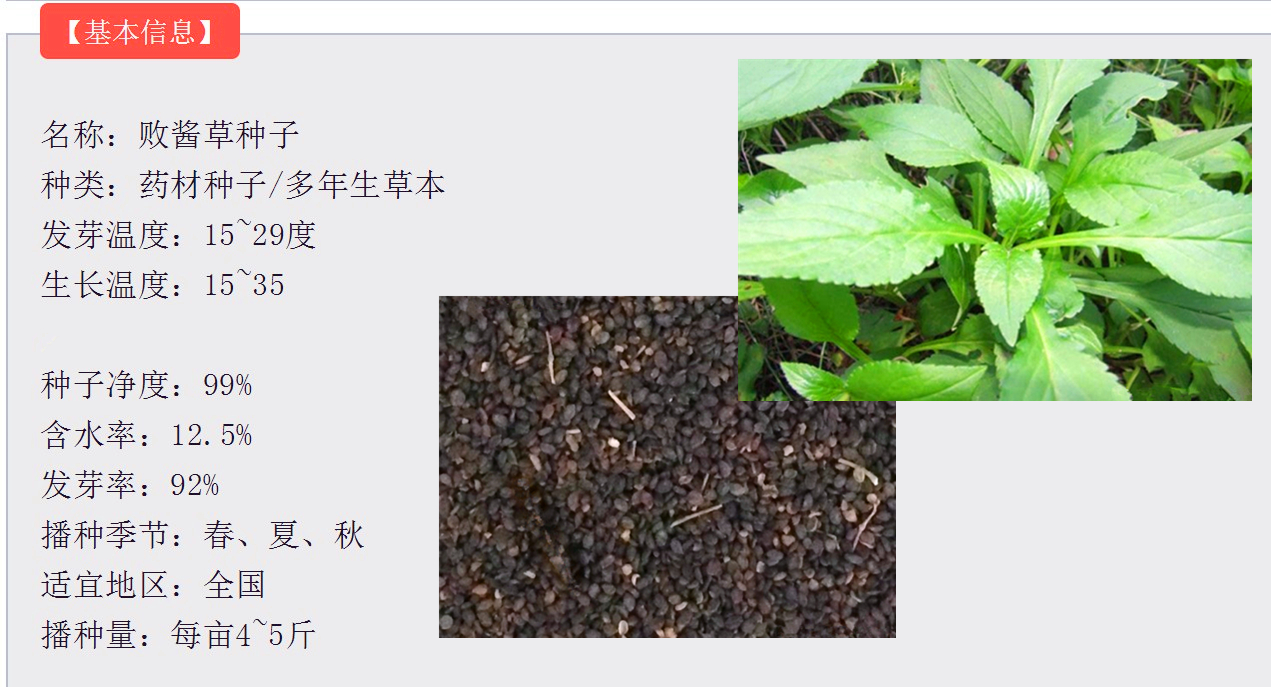 花种子公司排行