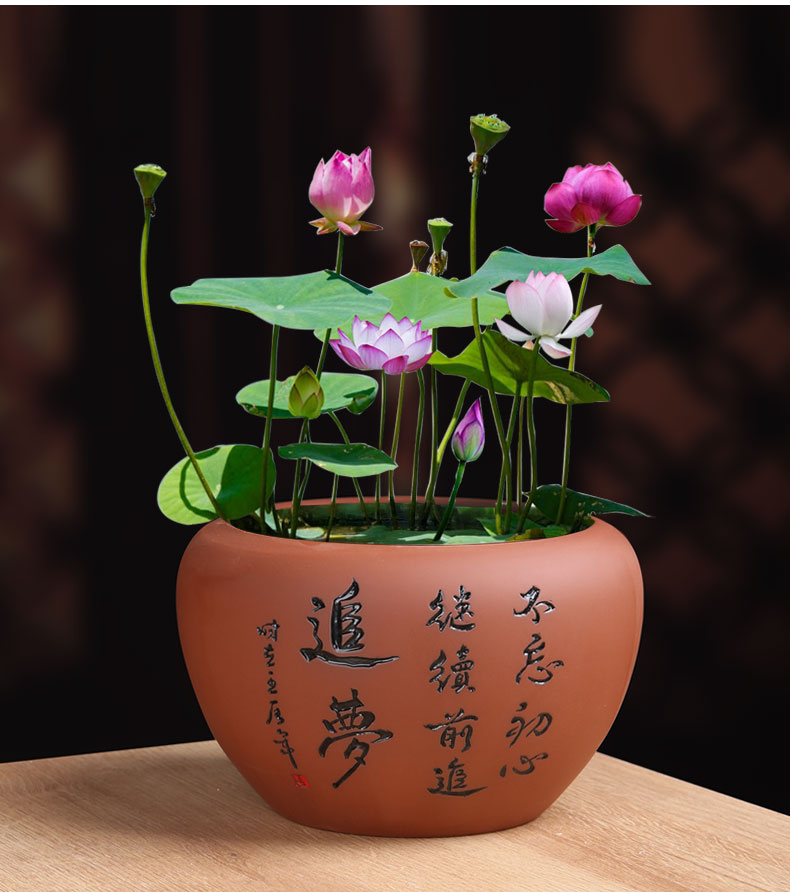 紫砂水培花盆创意铜钱草碗莲水仙花盆陶瓷清仓盆景水养无孔