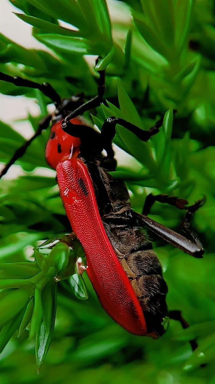 手机微距镜头星光镜头清花草昆虫珠宝多肉摄像头37mm8线星光镜夹子