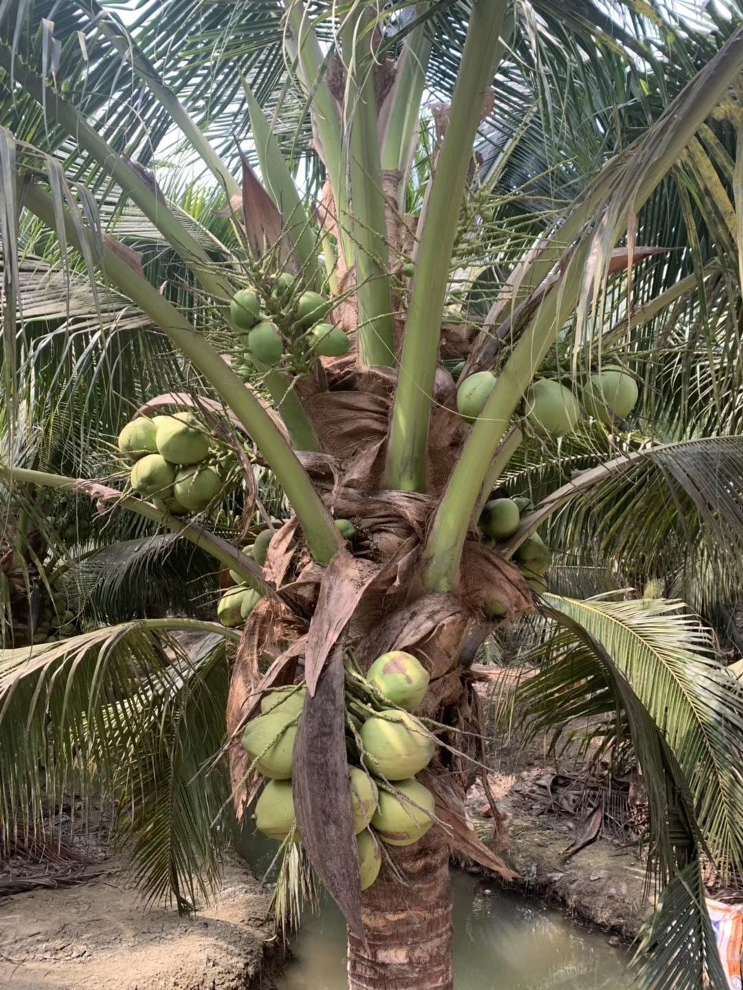湛航泰国进口天然原生态香水椰青9个孕妇新鲜椰子水果