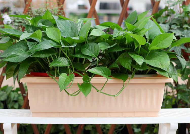 阳台种菜盆园艺长方形花盆花槽树脂塑料特大种植箱带隔网绿植盆栽
