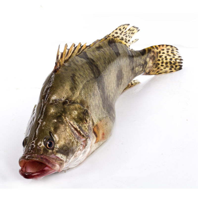 xj桂鱼500g1条新鲜鳜鱼贵鱼海鲜水产桂花鱼生鲜可开发票