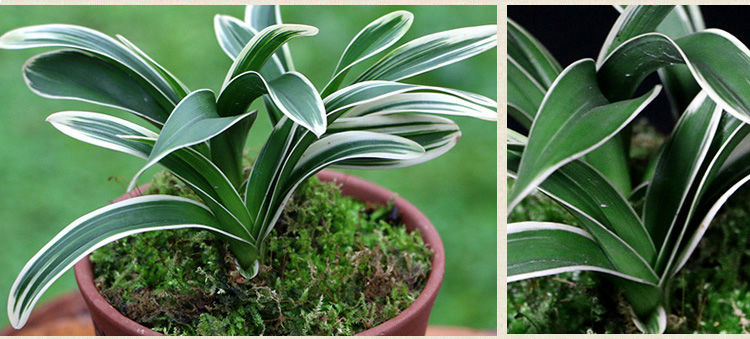 兰花 玉芙蓉 迷你金边矮种建兰玉芙蓉四季兰苗室内外盆栽绿植花卉 玉