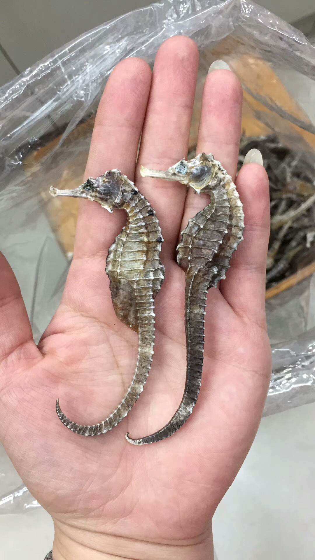 正宗汕尾特产海鲜干货海马干10克装