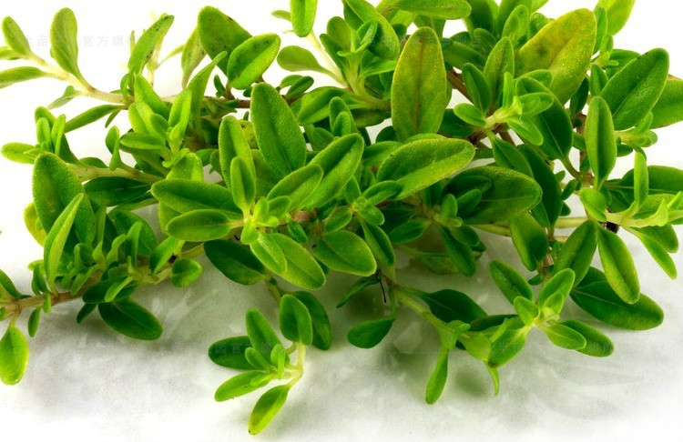 xj新鲜百里香西餐香料thyme新鲜香料百里香香叶可开发票100g