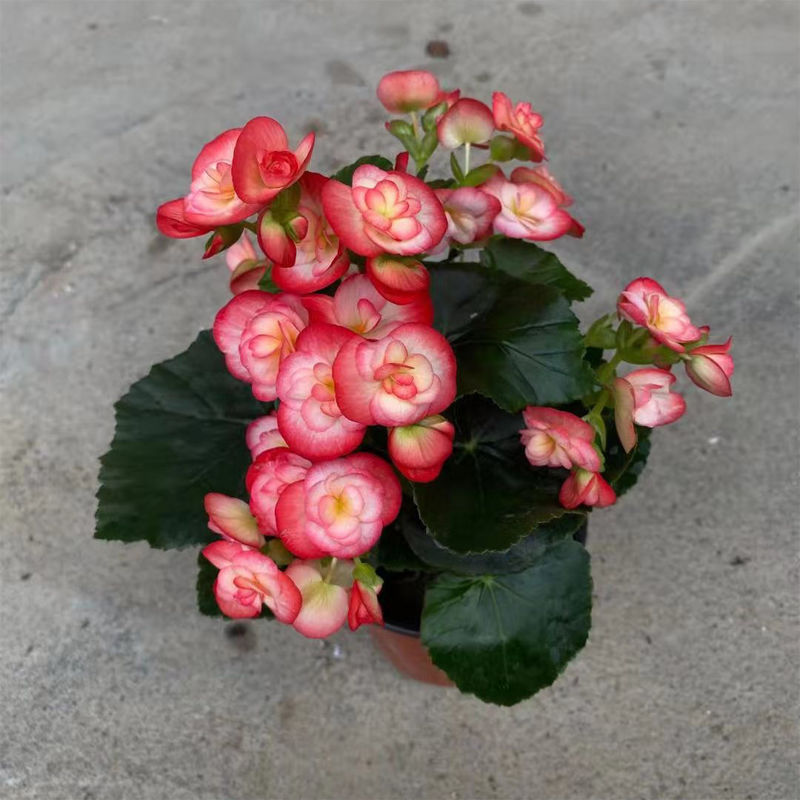 丽格海棠盆栽重瓣海棠带花带花苞玫瑰玻璃翠四季开花室内观花植物营养