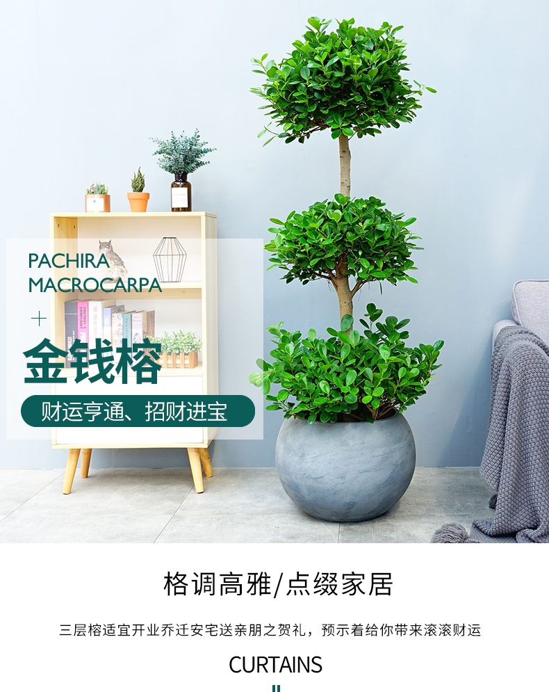子暄园艺用品 摇钱树盆栽植物室内三层榕绿植金钱榕植物客厅【价格 图
