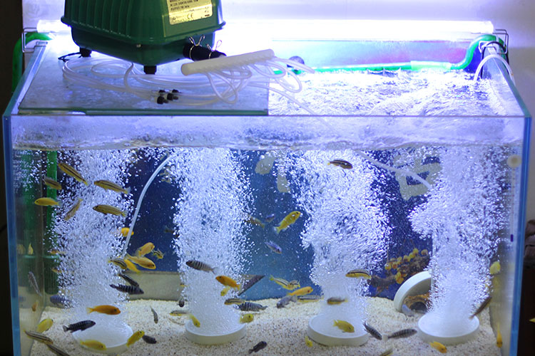 定做 鱼塘打氧喷水氧气泵大型水族箱鱼池打氧机鱼塘静音大气量增氧泵