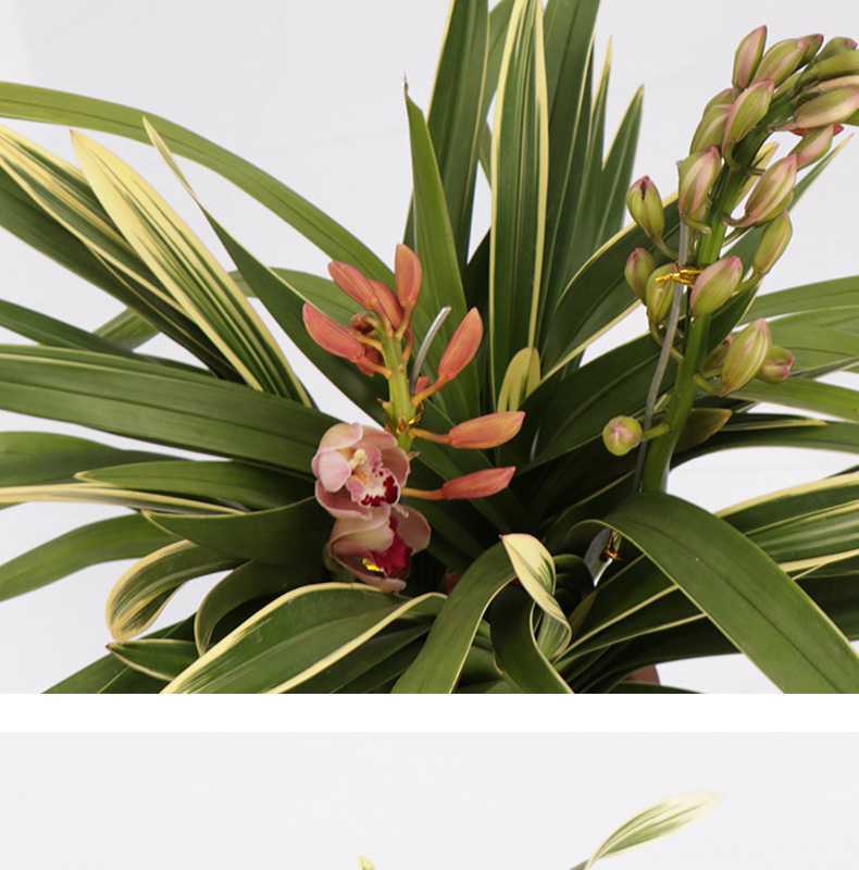高宅兰花苗小中国龙矮种墨兰大花绿植花卉室内客厅办公室盆栽兰花好