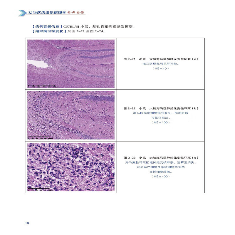 动物疾病组织病理学诊断图谱 杨利峰 赵德明 周向梅 编 9787565532214 中国农业大学出版