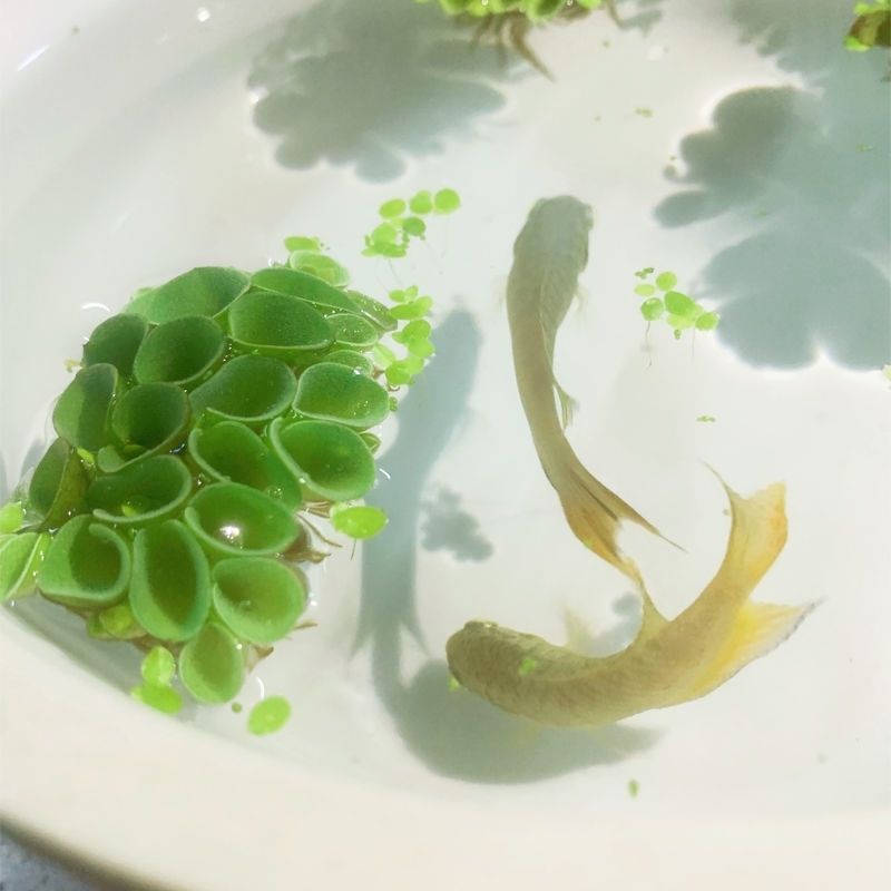 肚兜萍鱼缸浮萍水草养鱼养龟虾净化水质浮草水生植物水族箱造景