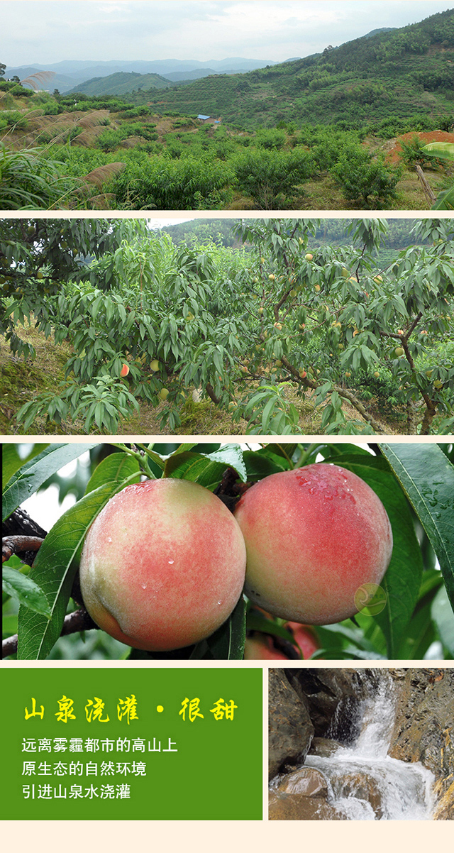 福建古田水蜜桃子5斤礼盒装精选甜桃大果新鲜孕妇水果脆甜