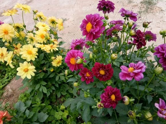 重瓣小丽花种子大丽花籽阳台盆栽室外庭院四季易种多年生地瓜花卉