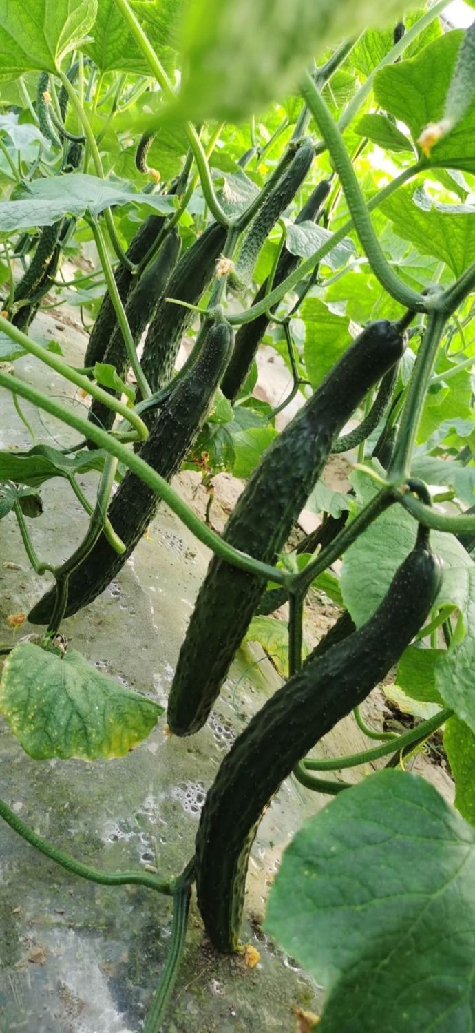 五斤自种现发新鲜蔬菜绿心黄瓜生吃干花带刺清脆可口