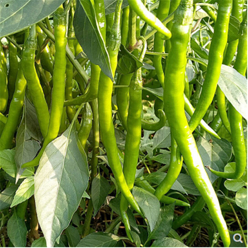 辛香808辣椒种子线椒种籽早线椒超长线椒青辣椒种子高产早熟