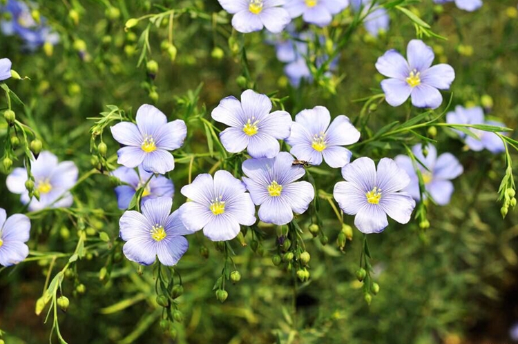 子喧藍花亞麻種子盆栽垂吊植物庭院花園陽臺花卉種子春播花種子秋播