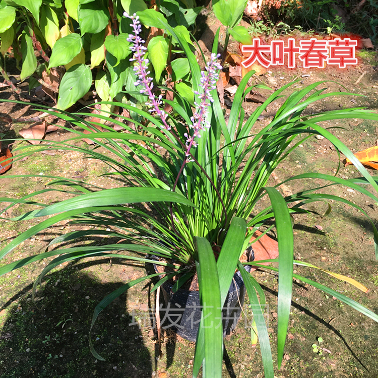 抹草苗仙草苗 石榴花苗牛牯刺苗 春草苗盆栽三葉青潮汕辟邪吉祥草