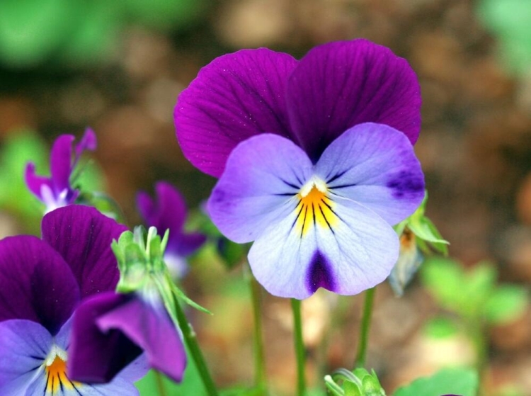 超级新品 子喧 三色堇种子四季阳台盆栽花卉种子春秋季花卉盆栽花园