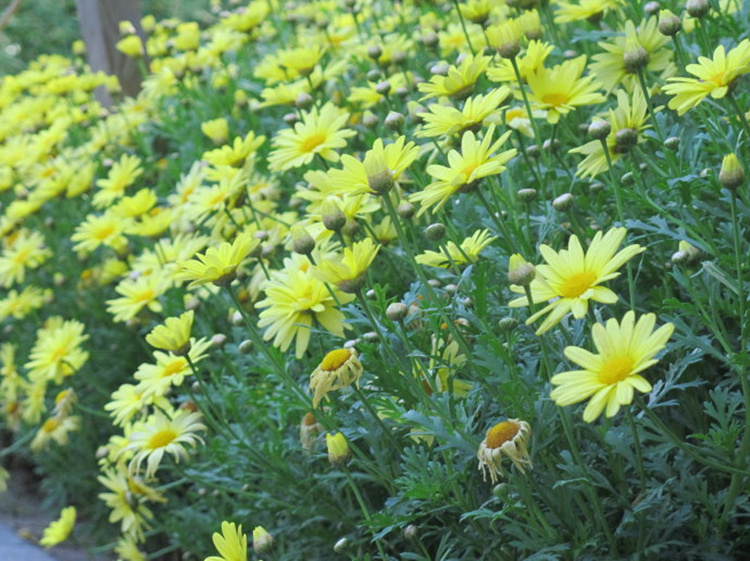 茼蒿菊種子木茼蒿多年生宿根花種子木春菊種子景觀花海易種